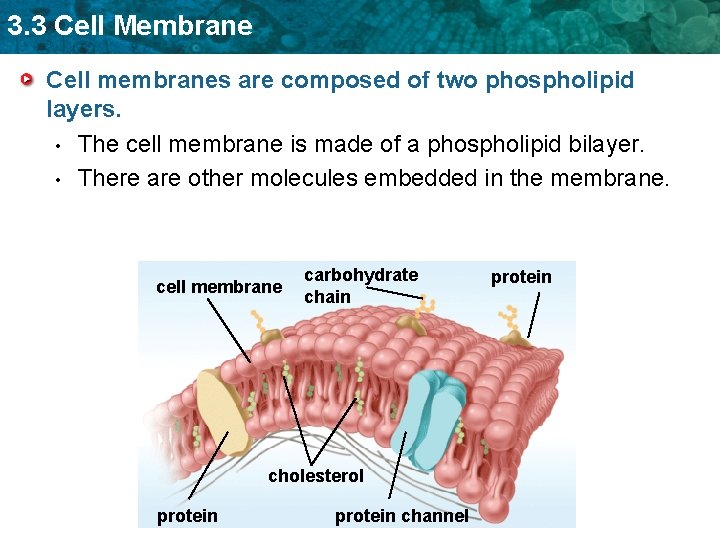3. 3 Cell Membrane Cell membranes are composed of two phospholipid layers. • The