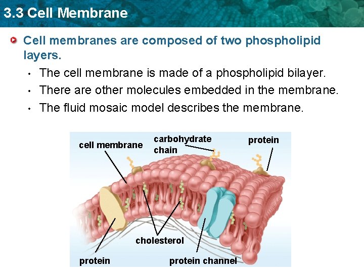 3. 3 Cell Membrane Cell membranes are composed of two phospholipid layers. • The