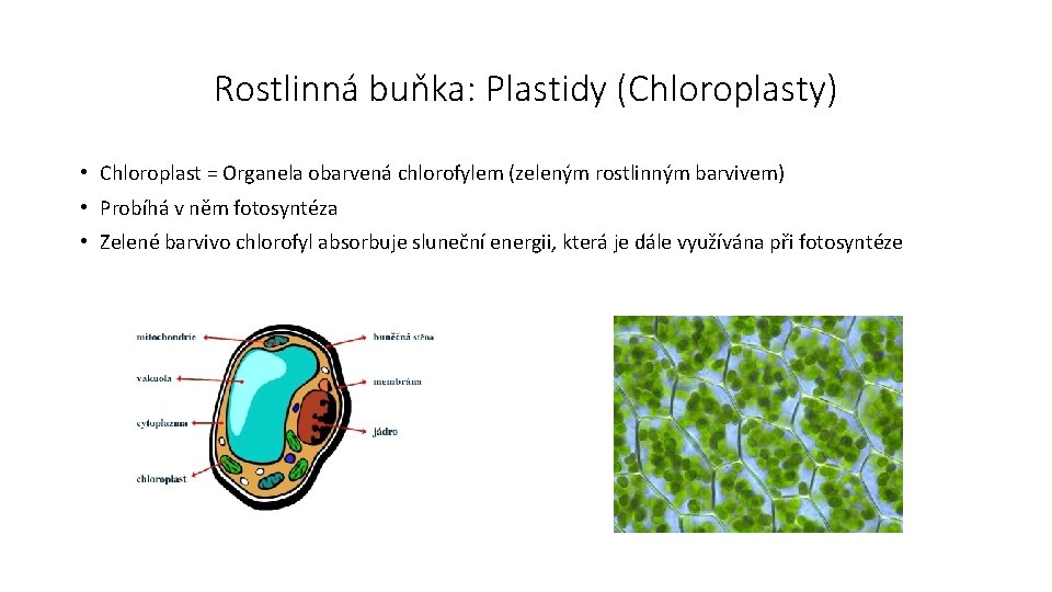 Rostlinná buňka: Plastidy (Chloroplasty) • Chloroplast = Organela obarvená chlorofylem (zeleným rostlinným barvivem) •