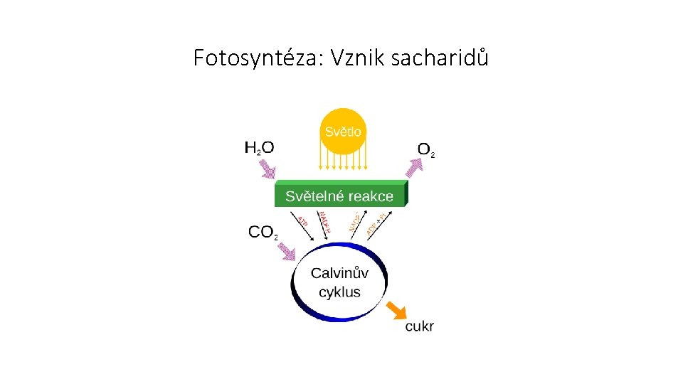 Fotosyntéza: Vznik sacharidů 