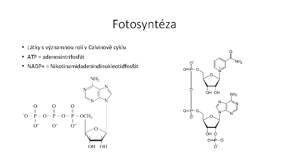 Fotosyntéza • Látky s významnou rolí v Calvinově cyklu • ATP = adenosintrifosfát •