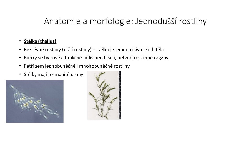 Anatomie a morfologie: Jednodušší rostliny • Stélka (thallus) • Bezcévné rostliny (nižší rostliny) –