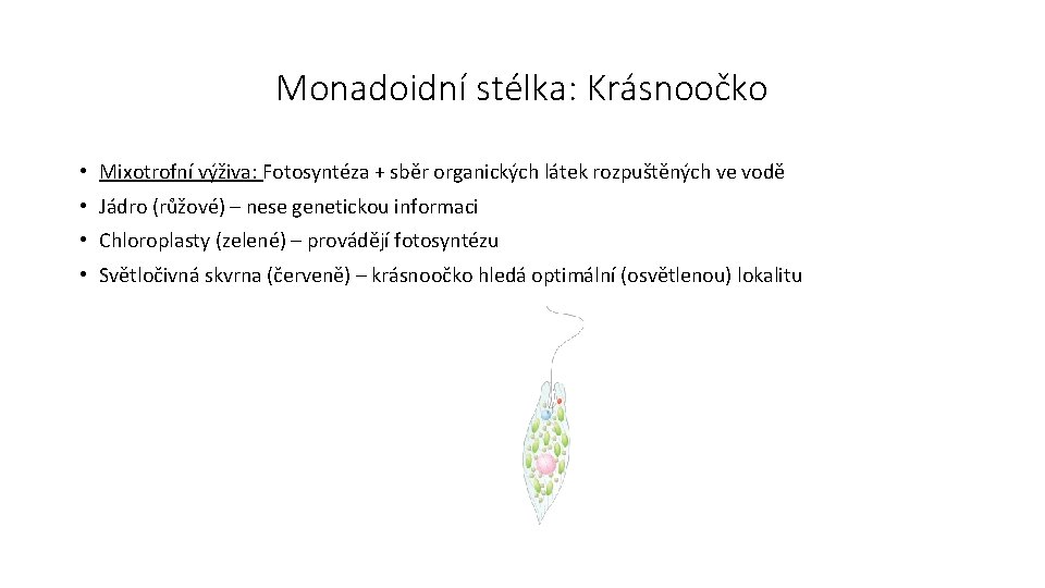 Monadoidní stélka: Krásnoočko • Mixotrofní výživa: Fotosyntéza + sběr organických látek rozpuštěných ve vodě