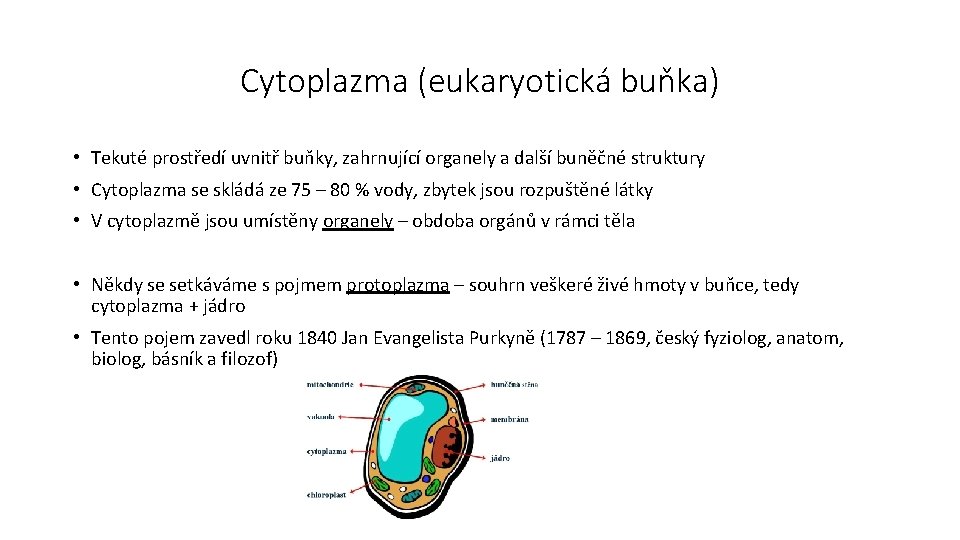 Cytoplazma (eukaryotická buňka) • Tekuté prostředí uvnitř buňky, zahrnující organely a další buněčné struktury