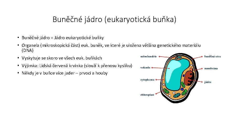 Buněčné jádro (eukaryotická buňka) • Buněčné jádro = Jádro eukaryotické buňky • Organela (mikroskopická