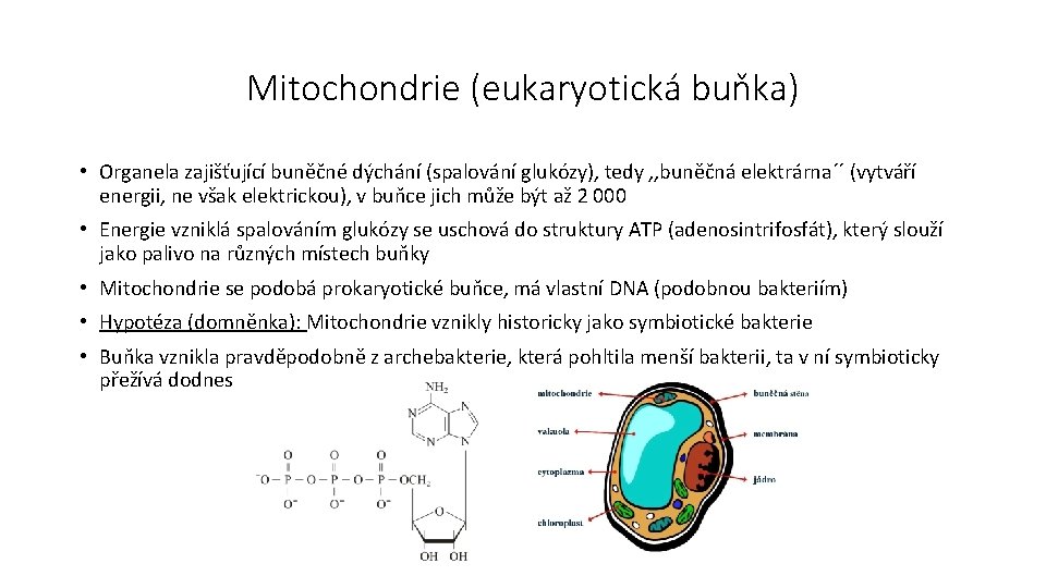 Mitochondrie (eukaryotická buňka) • Organela zajišťující buněčné dýchání (spalování glukózy), tedy , , buněčná