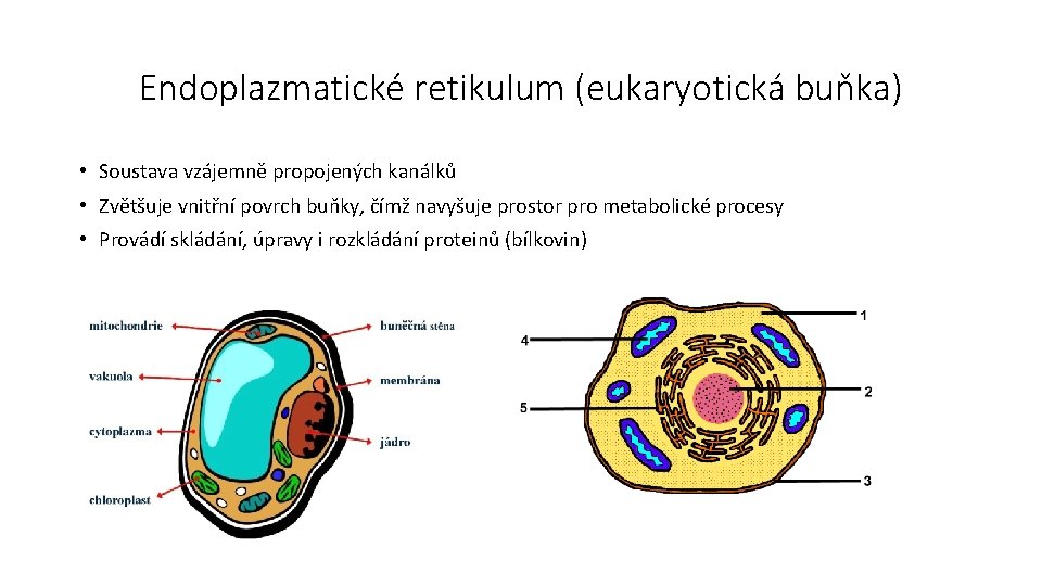 Endoplazmatické retikulum (eukaryotická buňka) • Soustava vzájemně propojených kanálků • Zvětšuje vnitřní povrch buňky,