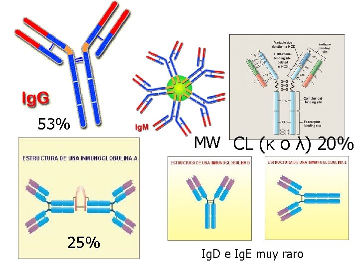 53% 25% MW CL (κ o λ) 20% Ig. D e Ig. E muy