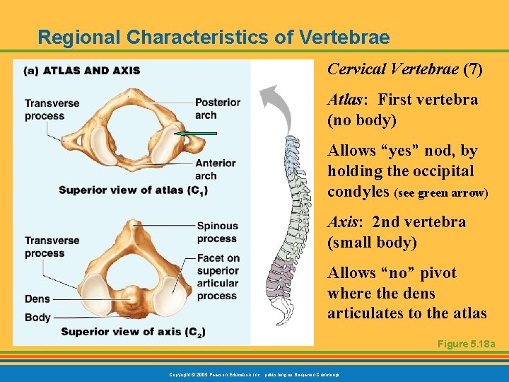 Regional Characteristics of Vertebrae Cervical Vertebrae (7) Atlas: First vertebra (no body) Allows “yes”