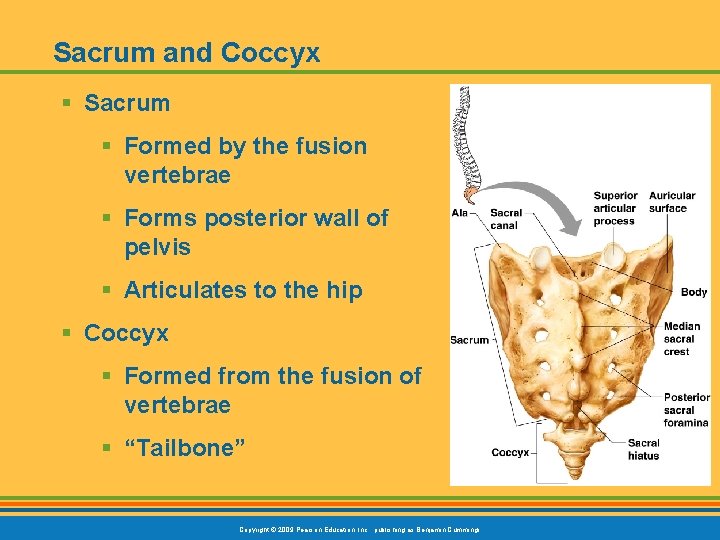Sacrum and Coccyx § Sacrum § Formed by the fusion vertebrae § Forms posterior