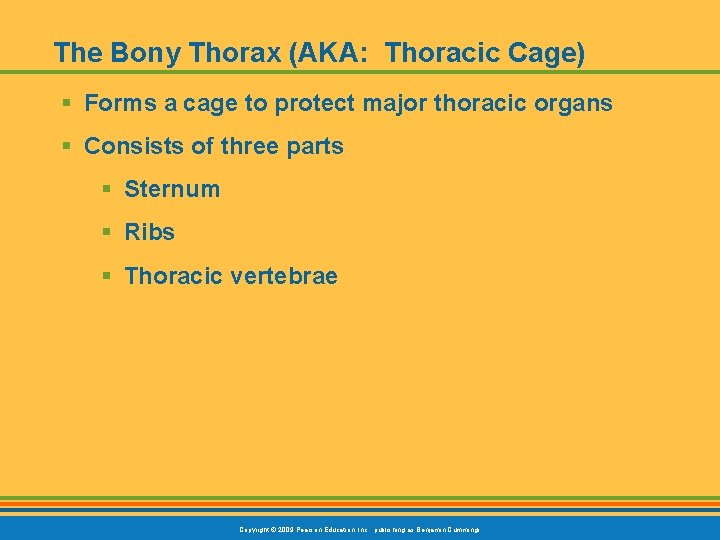 The Bony Thorax (AKA: Thoracic Cage) § Forms a cage to protect major thoracic