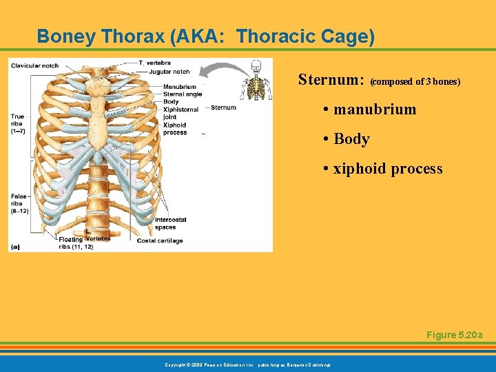 Boney Thorax (AKA: Thoracic Cage) Sternum: (composed of 3 bones) • manubrium • Body