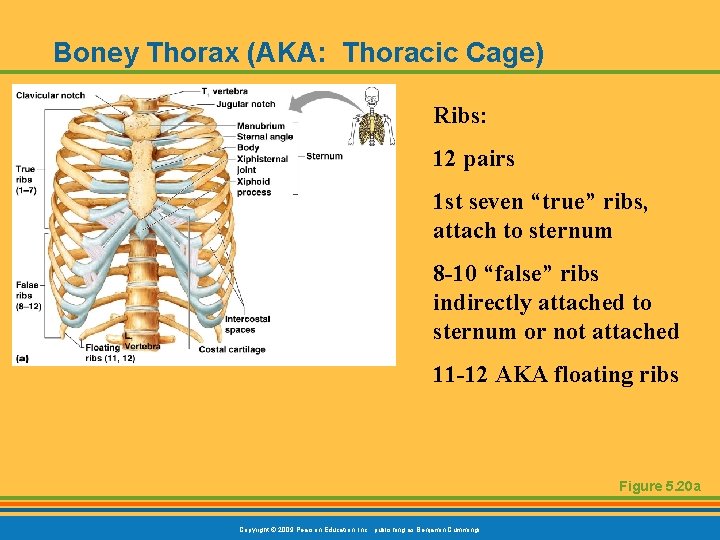 Boney Thorax (AKA: Thoracic Cage) Ribs: 12 pairs 1 st seven “true” ribs, attach