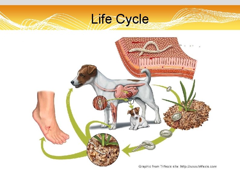 Treating Drug Resistant Hookworms Jennifer Ng DVM Columbia