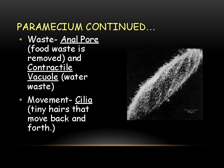 PARAMECIUM CONTINUED… • Waste- Anal Pore (food waste is removed) and Contractile Vacuole (water