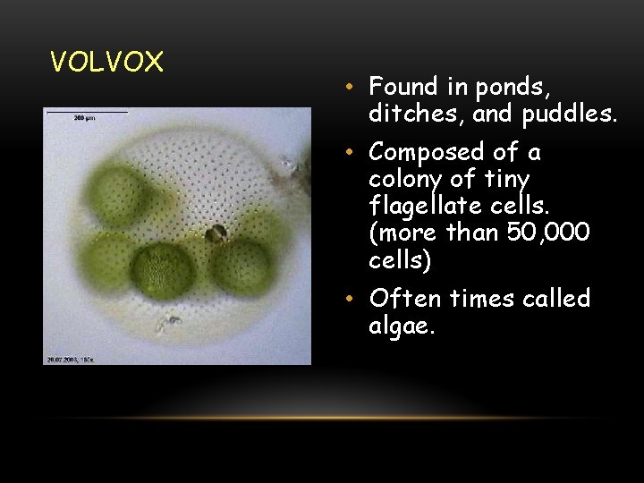 VOLVOX • Found in ponds, ditches, and puddles. • Composed of a colony of