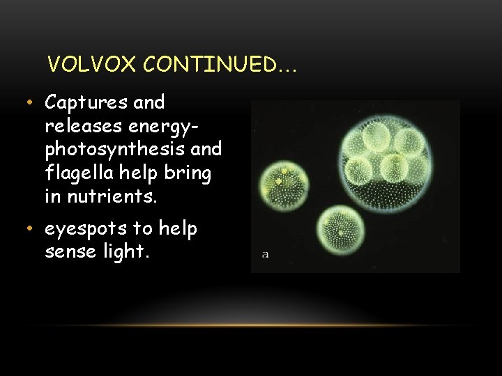 VOLVOX CONTINUED… • Captures and releases energyphotosynthesis and flagella help bring in nutrients. •