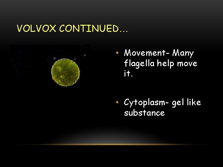 VOLVOX CONTINUED… • Movement- Many flagella help move it. • Cytoplasm- gel like substance
