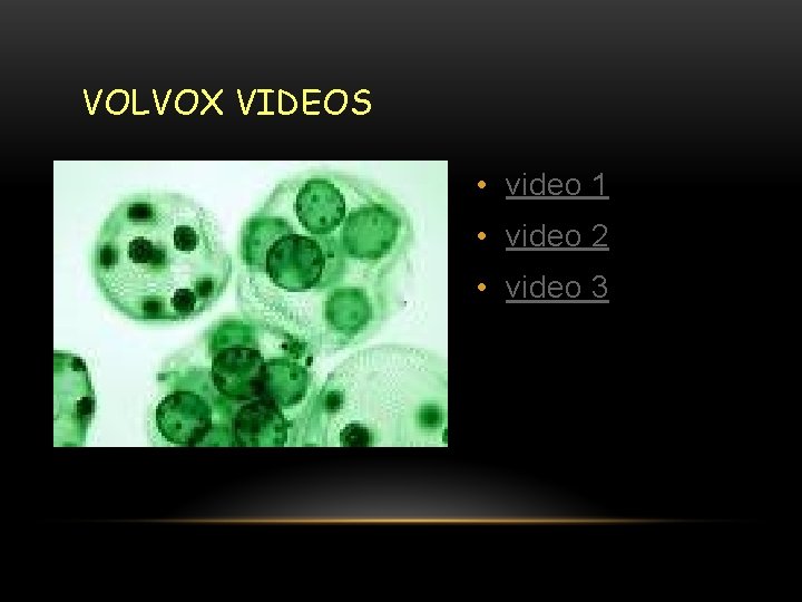 VOLVOX VIDEOS • video 1 • video 2 • video 3 