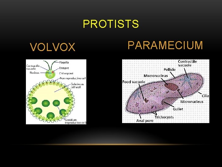 PROTISTS VOLVOX PARAMECIUM 