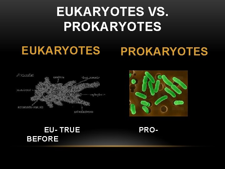 EUKARYOTES VS. PROKARYOTES EU- TRUE BEFORE PROKARYOTES PRO- 