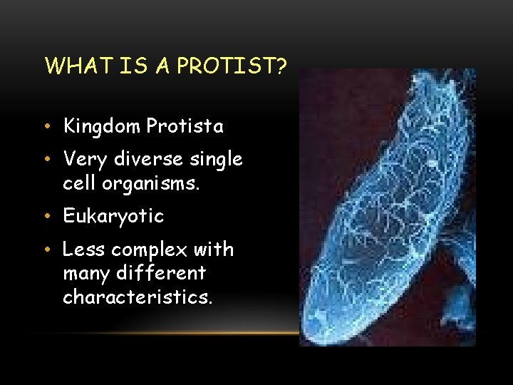 WHAT IS A PROTIST? • Kingdom Protista • Very diverse single cell organisms. •