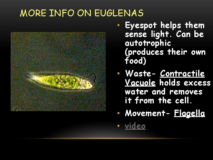 MORE INFO ON EUGLENAS • Eyespot helps them sense light. Can be autotrophic (produces