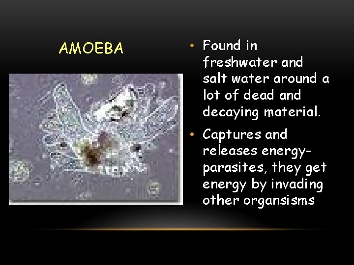AMOEBA • Found in freshwater and salt water around a lot of dead and