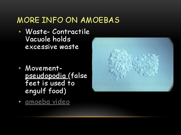 MORE INFO ON AMOEBAS • Waste- Contractile Vacuole holds excessive waste • Movementpseudopodia (false