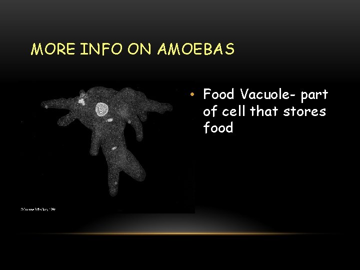 MORE INFO ON AMOEBAS • Food Vacuole- part of cell that stores food 