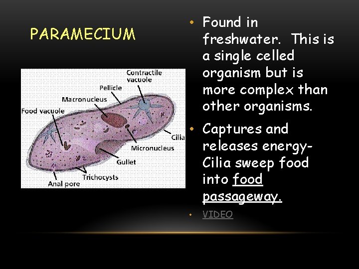 PARAMECIUM • Found in freshwater. This is a single celled organism but is more