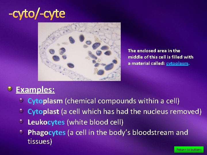 -cyto/-cyte The enclosed area in the middle of this cell is filled with a
