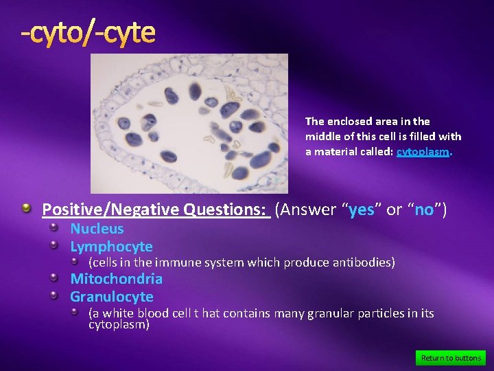 -cyto/-cyte The enclosed area in the middle of this cell is filled with a