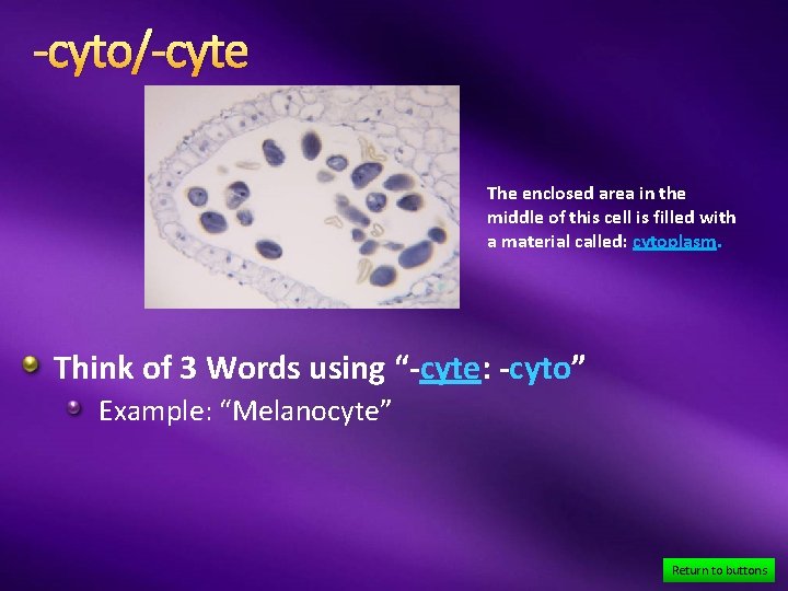 -cyto/-cyte The enclosed area in the middle of this cell is filled with a
