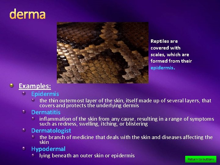 derma Reptiles are covered with scales, which are formed from their epidermis. Examples: Epidermis