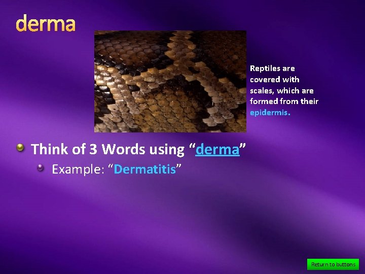 derma Reptiles are covered with scales, which are formed from their epidermis. Think of
