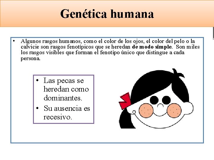 GENÉTICA LEYES DE MENDEL Biología y Geología 4º ESO Genética humana • Algunos rasgos