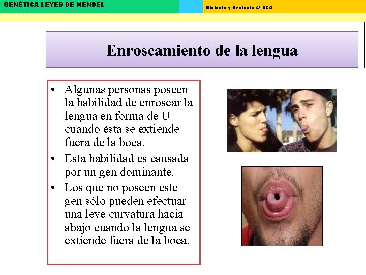 GENÉTICA LEYES DE MENDEL Biología y Geología 4º ESO Enroscamiento de la lengua •