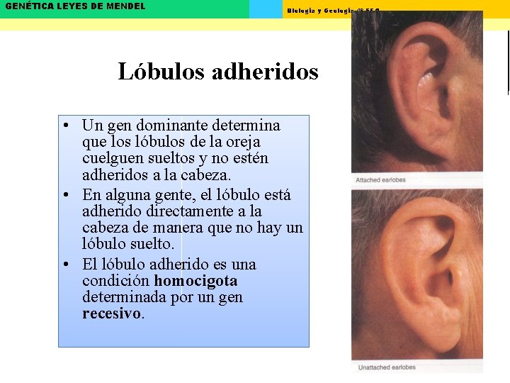 GENÉTICA LEYES DE MENDEL Biología y Geología 4º ESO Lóbulos adheridos • Un gen