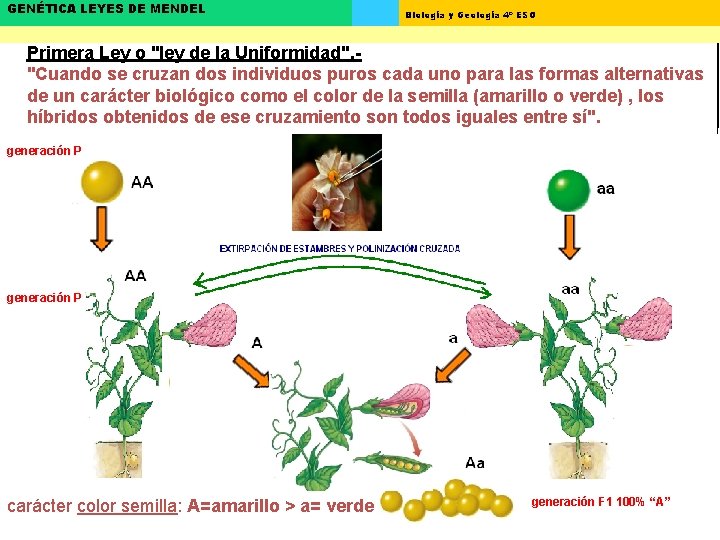 GENÉTICA LEYES DE MENDEL Biología y Geología 4º ESO Primera Ley o "ley de