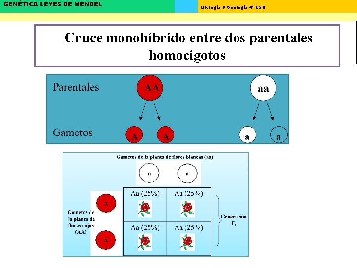 GENÉTICA LEYES DE MENDEL Biología y Geología 4º ESO Cruce monohíbrido entre dos parentales