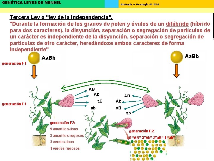 GENÉTICA LEYES DE MENDEL Biología y Geología 4º ESO Tercera Ley o "ley de