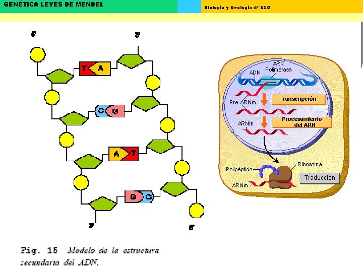 GENÉTICA LEYES DE MENDEL Biología y Geología 4º ESO 