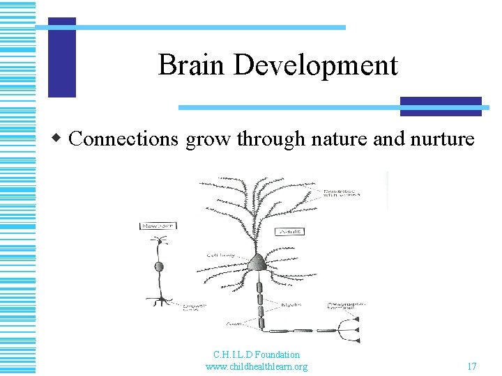 Brain Development w Connections grow through nature and nurture C. H. I. L. D