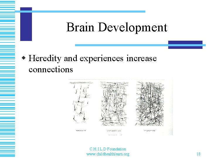 Brain Development w Heredity and experiences increase connections C. H. I. L. D Foundation
