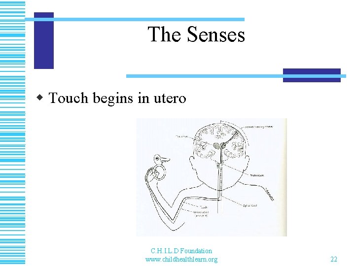 The Senses w Touch begins in utero C. H. I. L. D Foundation www.