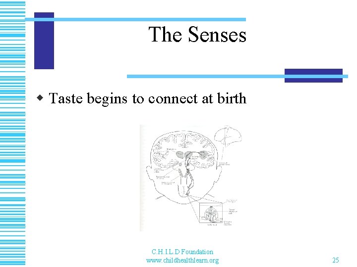 The Senses w Taste begins to connect at birth C. H. I. L. D