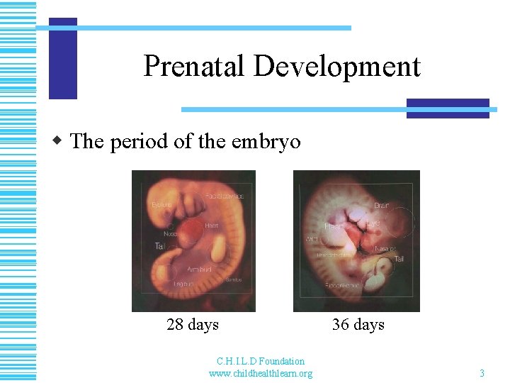 Prenatal Development w The period of the embryo 28 days C. H. I. L.