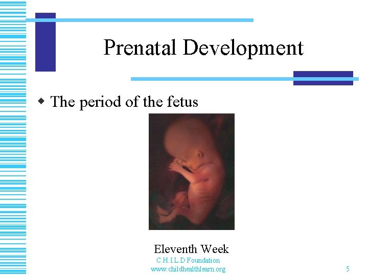Prenatal Development w The period of the fetus Eleventh Week C. H. I. L.