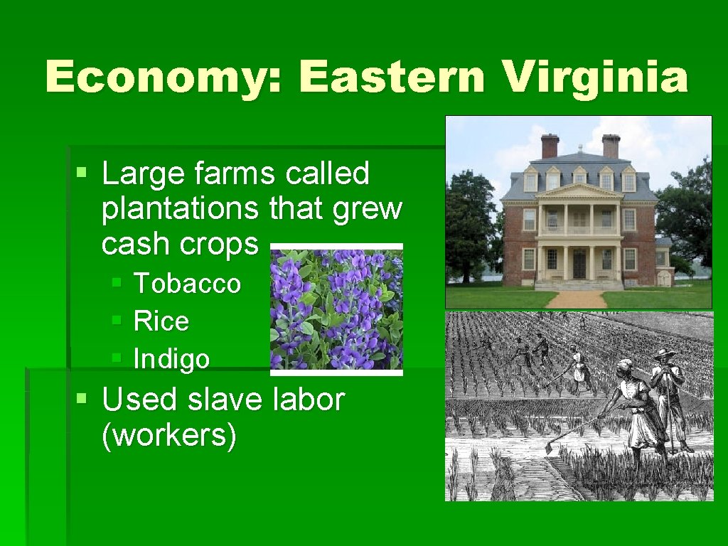 Economy: Eastern Virginia § Large farms called plantations that grew cash crops § Tobacco